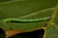 Looper caterpillar on Birch leaf - 1