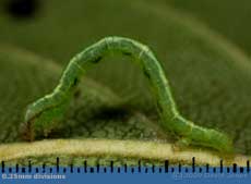 Looper caterpillar on Birch leaf - 2