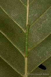 Looper caterpillar on Birch leaf - 3