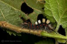 Caterpillar of Vapourer Moth on Hazel branch