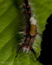 Caterpillar of Vapourer Moth - close-up of front half