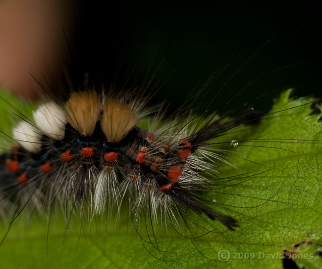 Caterpillar of Vapourer Moth - close-up of front half - 2
