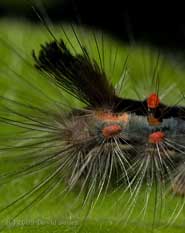 Caterpillar of Vapourer Moth - close-up of rear, showing feather-like hairs