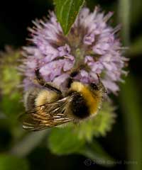 Male Garden Bumblebee feeds at mint flowers