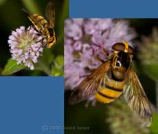 Hoverfly (Volucella zonaria) feeds at mint flowers