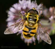 Hoverfly (Myathropa florea) feeds at mint flowers