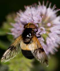 Hoverfly (Volucella pellucens) feeds at mint flowers