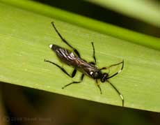 Unidentified ichneumon fly(?) hunting on pond vegetation