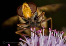 Hoverfly (Volucella zonaria) - feeding on pollen