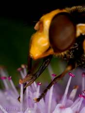 Hoverfly (Volucella zonaria) - showing forked tip of proboscis