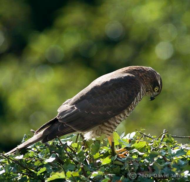 Sparrowhawk (female) on top of our Hawthorn this afternoon - 1
