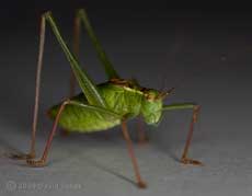 Male Speckled Bush Cricket (Leptophyes punctatissima)