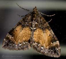 Common Marbled Carpet moth(Chloroclysta truncata) on window