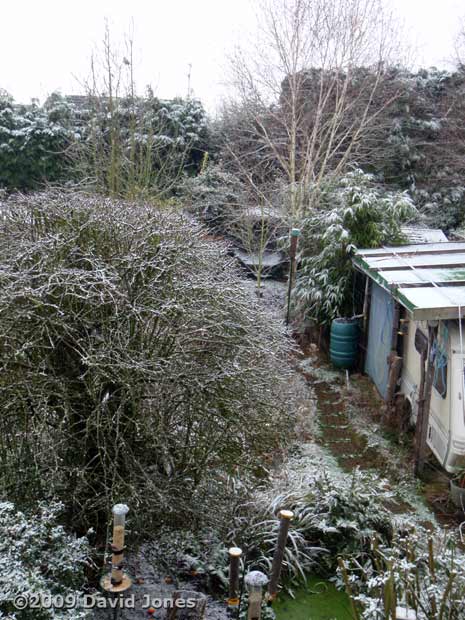 A dusting of snow covers the garden - the first snowfall this winter