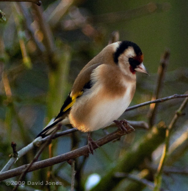 A Goldfinch on the Hawthorn