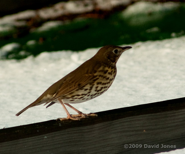 A Song Thrush on the caravan shelter