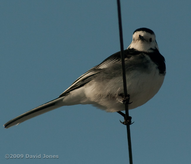 A Pied Wagtail makes a rare visit - 2