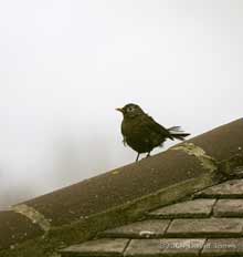 'Scruffy' Blackbird on roof