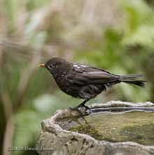 'Scruffy' Blackbird in garden