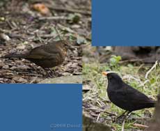 Male and female Blackbirds in garden today