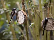 Long-tailed Tits at fat feeder