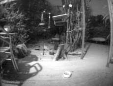 Snow in the garden at 9.30pm