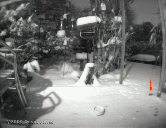A mouse runs into snow during the night