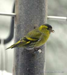 Siskin at the thistle seed feeder