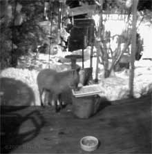 Fox eating at bird food tray (3am)