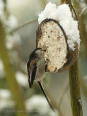 Long-tailed Tit at coconut fat feeder