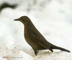 Female Blackbird in the snow