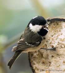 A Coal Tit at the coconut fat feeder