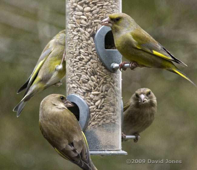 Greenfinches visit the feeders today - 1