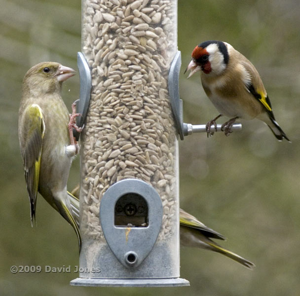 Greenfinches visit the feeders today - 2