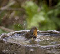 A Robin bathes in the birdbath