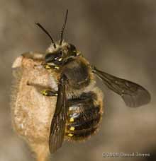 Male Wool Carder Bee (Anthidium manicatum) - 1