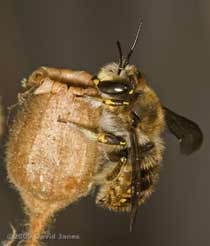 Male Wool Carder Bee (Anthidium manicatum) - 2