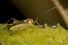 Campyloneura virgula (a mirid bug)