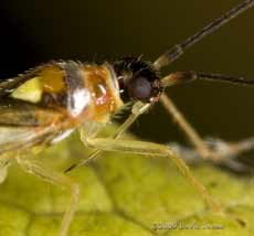 Campyloneura virgula (a mirid bug) - close-up to show rostrum