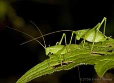 Speckled Bush Crickets on Dock leaf