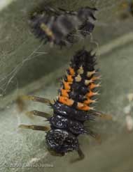 Harlequin Ladybird larva