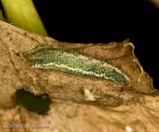 Hoverfly larva on dead Garlic Mustard leaf