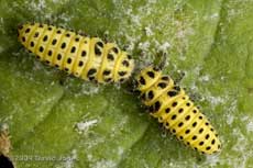 22-Spot Ladybird larvae feeding on mildew on Garlic Mustard leaf