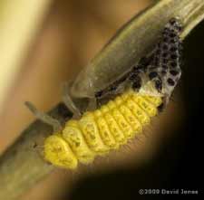 22-Spot Ladybird larva completes its moult