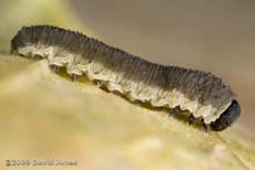 Sawfly larva on dead Garlic Mustard leaf