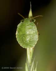 Nymph of Green Shield Bug on grass
