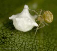 Spider with cocoon on Birch leaf, 19 June