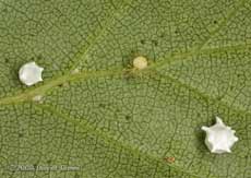 Spider with two cocoons on Birch leaf, 3 July