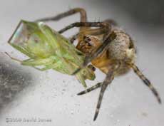 Spider feeding on small bug