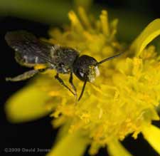 Heriades truncorum (a solitary bee) on Ragwort